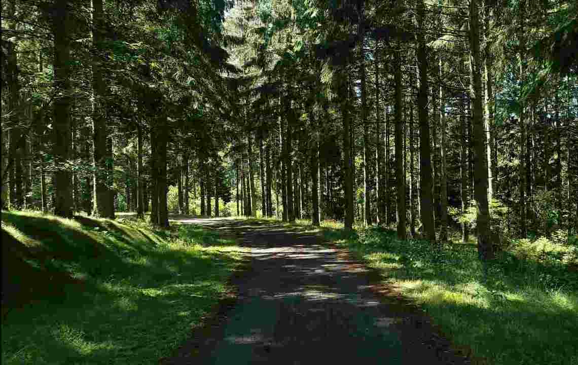 Brinkhus Depotområde skov indgang til Brinkhus Brinkhus Depotområde skov indgang til Brinkhus
